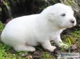 Great Pyrenees Puppies