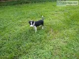 Border Collie Puppies