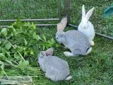 FLEMISH GAINT RABBITS