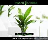 Cast Iron Plant