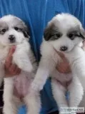 Great Pyrenees