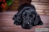 Dog For Sale