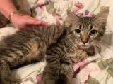 re home male kitten
