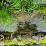 8 inch multi colored koi