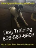 Canine handling and training