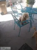 Poodle one year old. Looking for a good home 