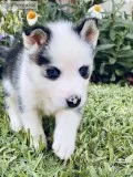 Purebred Siberian Husky Pup