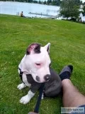 XXL American bully puppy