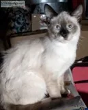 Siamese female