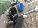 AKC German Shepherd Puppies