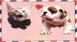 Limited Edition Collector s Item &quotI love you&quot Jumbo Vint