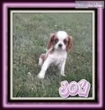 Joy Female ACA Cavalier King Charles Spaniel