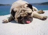 ESA Letter For Housing - The Dogtor