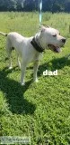 Dogo argentino American bully puppies