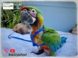 Miligold Macaw Baby