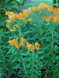 Purchase Butterfly Weed Milkweed Online - 1 Gallon