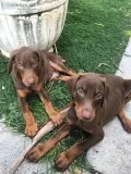 European Doberman puppies