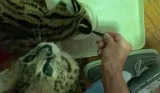 Best overnight cat boarding in Jacksonville