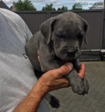 well trained cane corso puppies