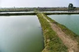Fish Seeds supplier in Delhi