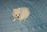 Family Pomeranian puppies