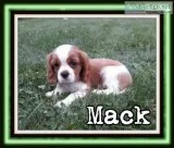 Mack Male ACA Cavalier King Charles Spaniel