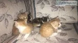 Free Kittens