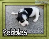Pebbles Female Cavachon