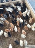 Haching Chicks for sale