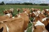 Guernsey Calves Heifers And Springers A2 Milk Yield