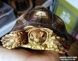 2 Sulcata Males