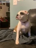 English Bull Dog puppy