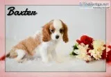 Baxter Male AKC Cavalier King Charles Spaniel