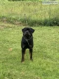 16 month old Rottweiler