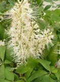 Shop for 3-gallon Bottlebrush Buckeye Tree