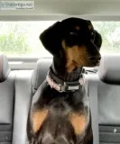 Doberman 2yrs old
