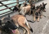 Belgian Malinois puppies