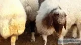 Gissar and Awassi Fat tail sheep for sale