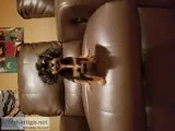 Female cavalier king charles spaniel