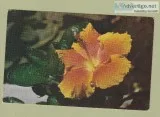 Huge Postcard Sale