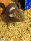Guinea pigs for sale