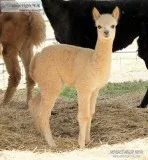 Male Alpaca