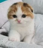 Exotic britishshorthair