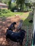 Best dog  boarding kennels at Jacksonville