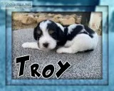 Troy Male Cavachon