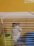 Hamster with cage