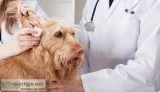 Dog Grooming in Chennai - Best Dog Groomer At Door Step in Chenn