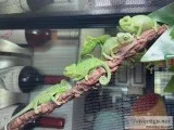 Veiled Chameleons