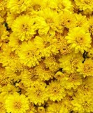 Shop for Garden Mum Stellar Yellow - 9" Pot Online