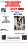 Missing ESA BOSTON TERRIER